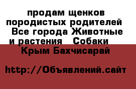 продам щенков породистых родителей - Все города Животные и растения » Собаки   . Крым,Бахчисарай